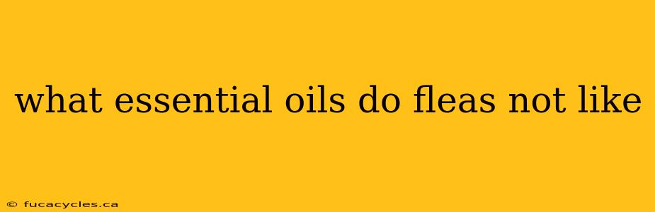 what essential oils do fleas not like