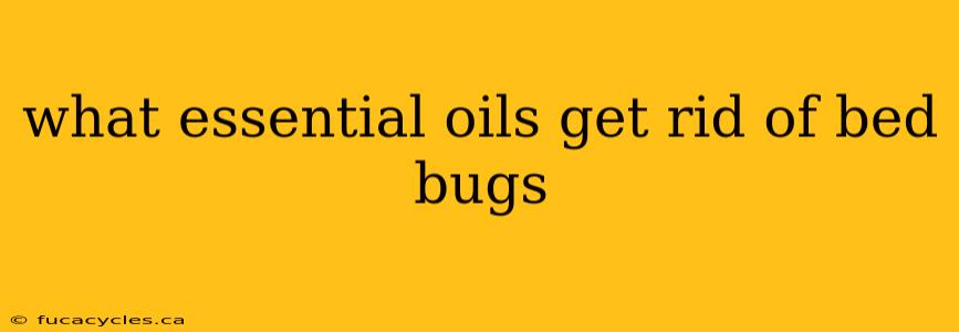 what essential oils get rid of bed bugs