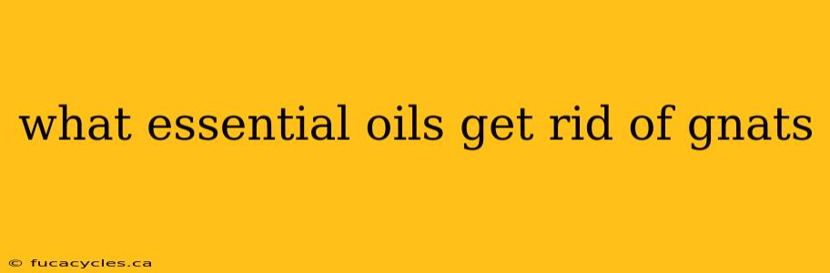 what essential oils get rid of gnats