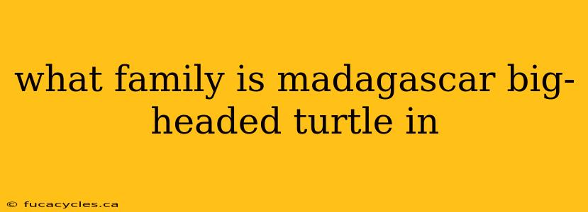 what family is madagascar big-headed turtle in