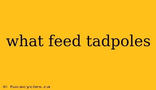 what feed tadpoles