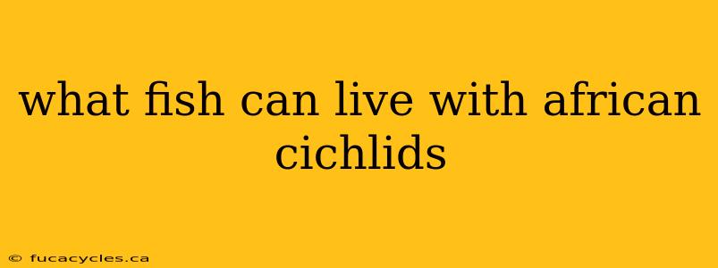 what fish can live with african cichlids