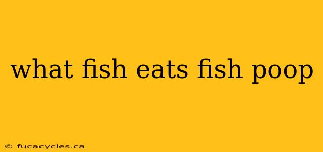 what fish eats fish poop