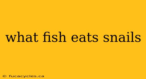 what fish eats snails