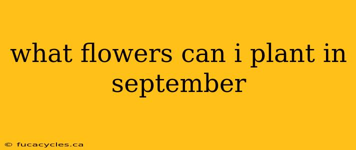 what flowers can i plant in september