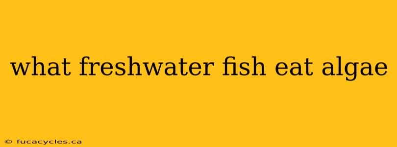 what freshwater fish eat algae