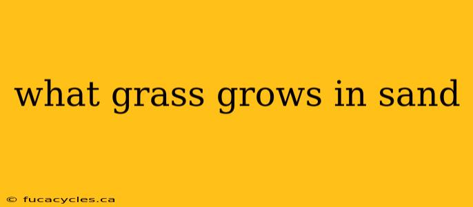 what grass grows in sand