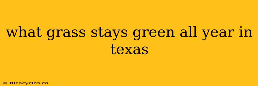 what grass stays green all year in texas