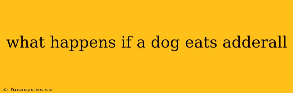 what happens if a dog eats adderall