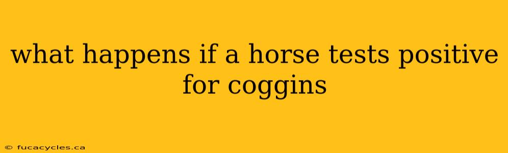 what happens if a horse tests positive for coggins