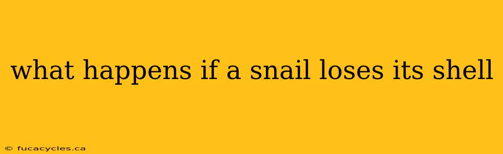 what happens if a snail loses its shell