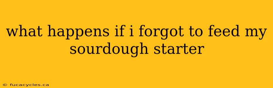 what happens if i forgot to feed my sourdough starter