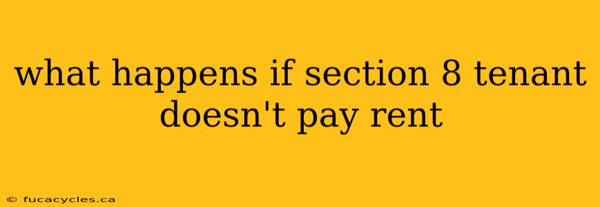 what happens if section 8 tenant doesn't pay rent