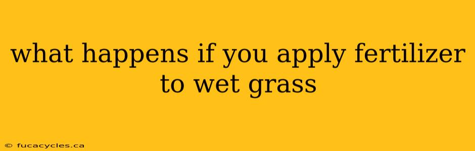 what happens if you apply fertilizer to wet grass