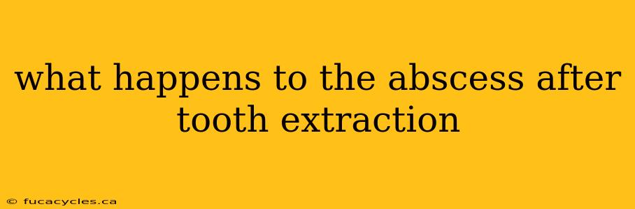 what happens to the abscess after tooth extraction