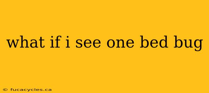 what if i see one bed bug