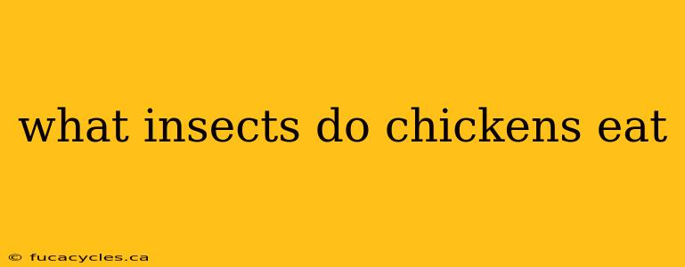 what insects do chickens eat