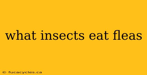 what insects eat fleas