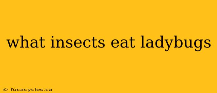 what insects eat ladybugs