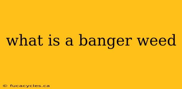 what is a banger weed