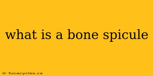 what is a bone spicule