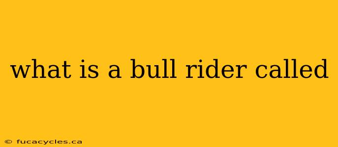 what is a bull rider called