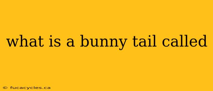 what is a bunny tail called