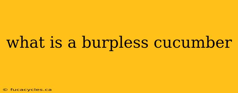 what is a burpless cucumber