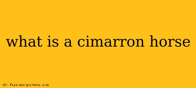 what is a cimarron horse