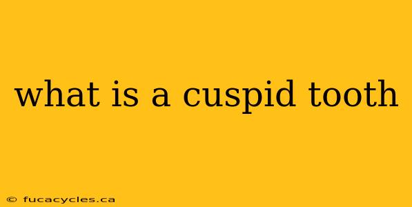 what is a cuspid tooth