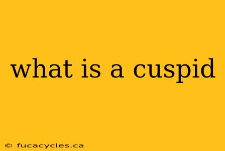 what is a cuspid