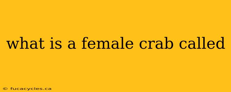 what is a female crab called