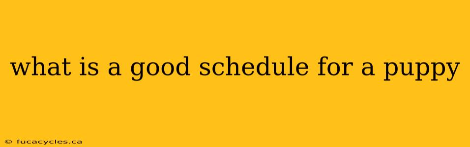 what is a good schedule for a puppy