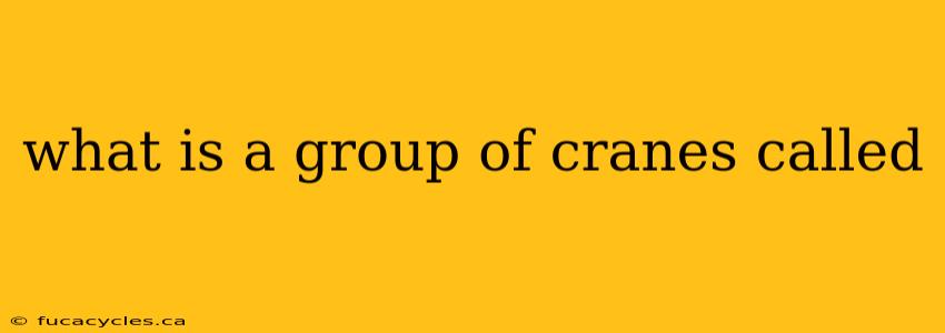 what is a group of cranes called