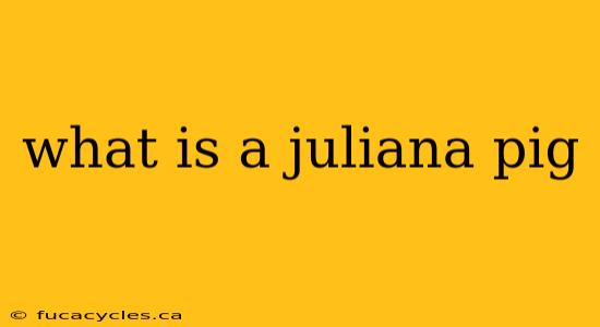 what is a juliana pig