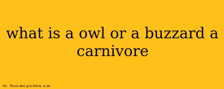 what is a owl or a buzzard a carnivore