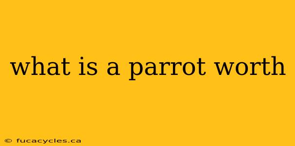 what is a parrot worth