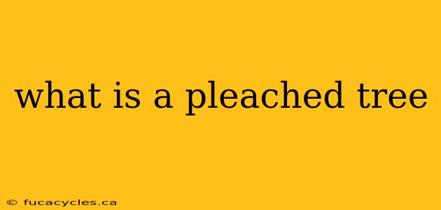 what is a pleached tree