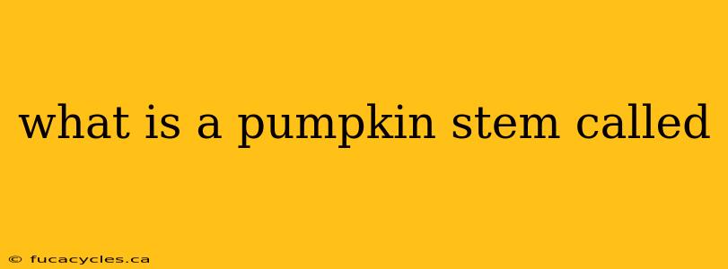 what is a pumpkin stem called