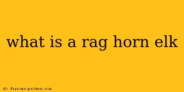 what is a rag horn elk