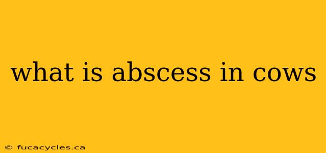 what is abscess in cows