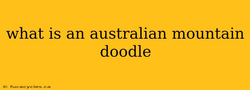 what is an australian mountain doodle