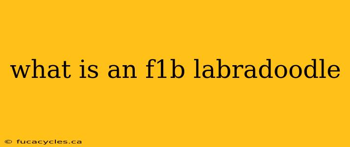 what is an f1b labradoodle