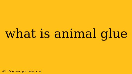 what is animal glue