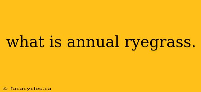 what is annual ryegrass.