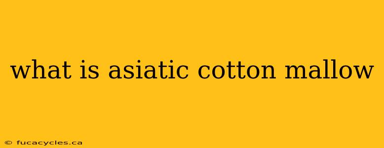 what is asiatic cotton mallow