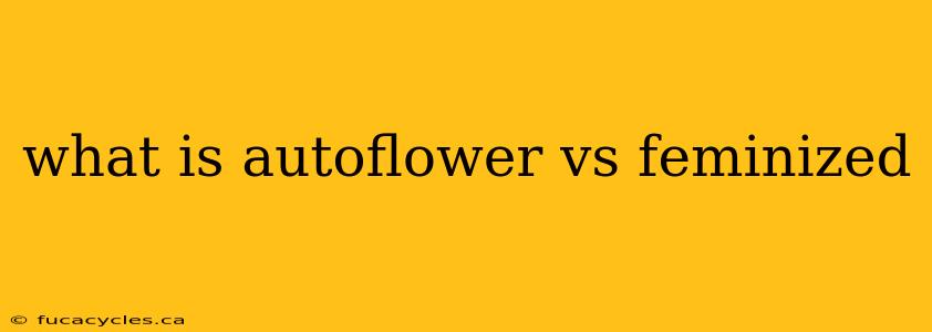 what is autoflower vs feminized