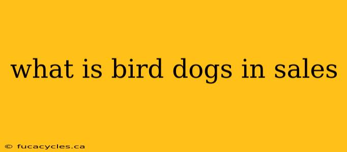 what is bird dogs in sales