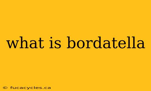 what is bordatella