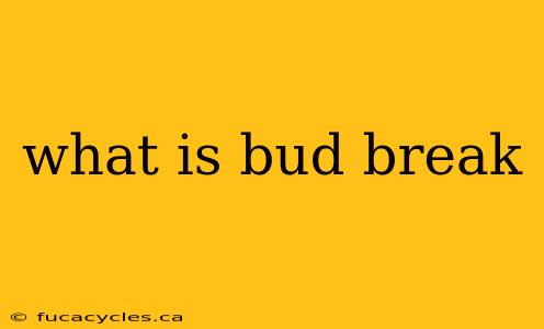 what is bud break